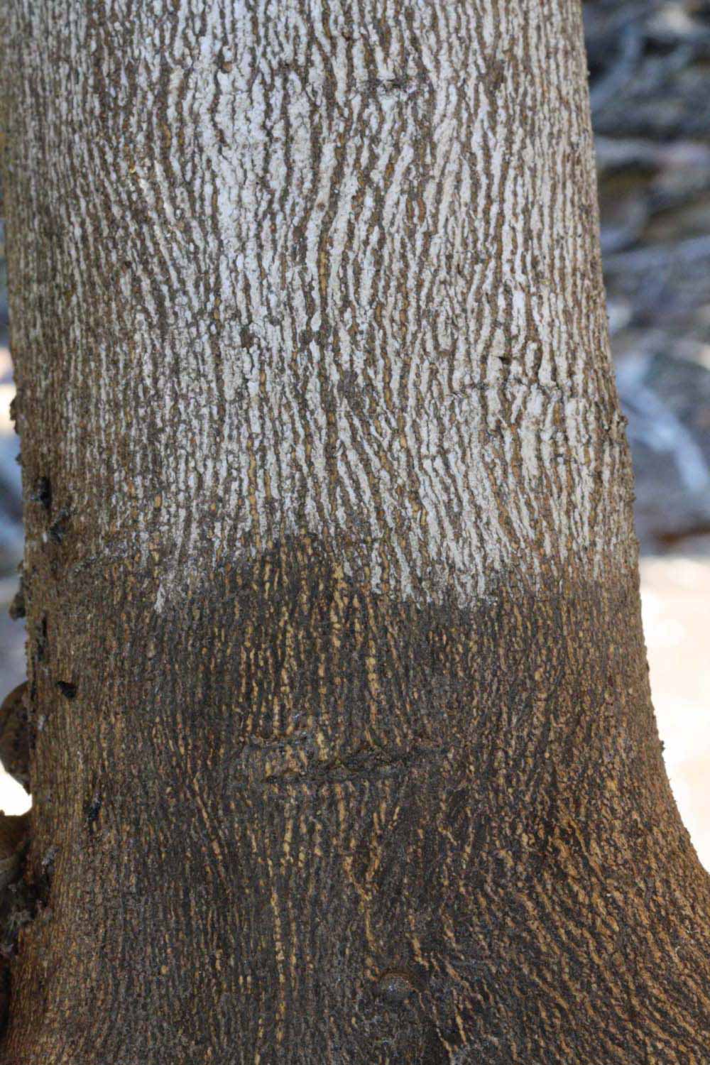              Bark (Riverside, CA)       
